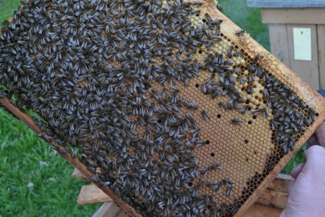 Как сделать отводок пчел?
